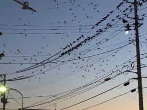 電線の周りを沢山のカラスが集団で飛んでいる様子を下から見上げるように写した写真