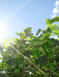 太陽の光が降り注ぐ中、ピーマンのみずみずしい実と青々とした葉を下から写した写真