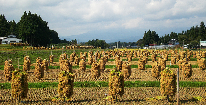 稲刈りした稲を、等間隔で並んだ地面に突き刺した棒に巻きつけて天日干しを行っている奥州市の稲刈り後の田んぼの写真