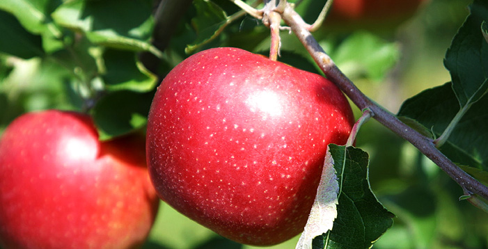 木の枝になっている赤いリンゴの実の写真