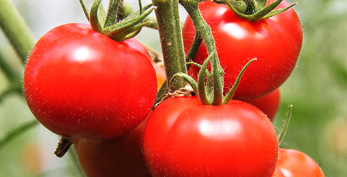 鮮やかな赤い色をした沢山のトマトが、枝分かれしたツルにぶら下がっている写真