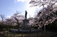 帽子を被っている後藤新平の銅像が台座の上に建てられ、満開の桜の木々に囲まれている水沢公園の写真