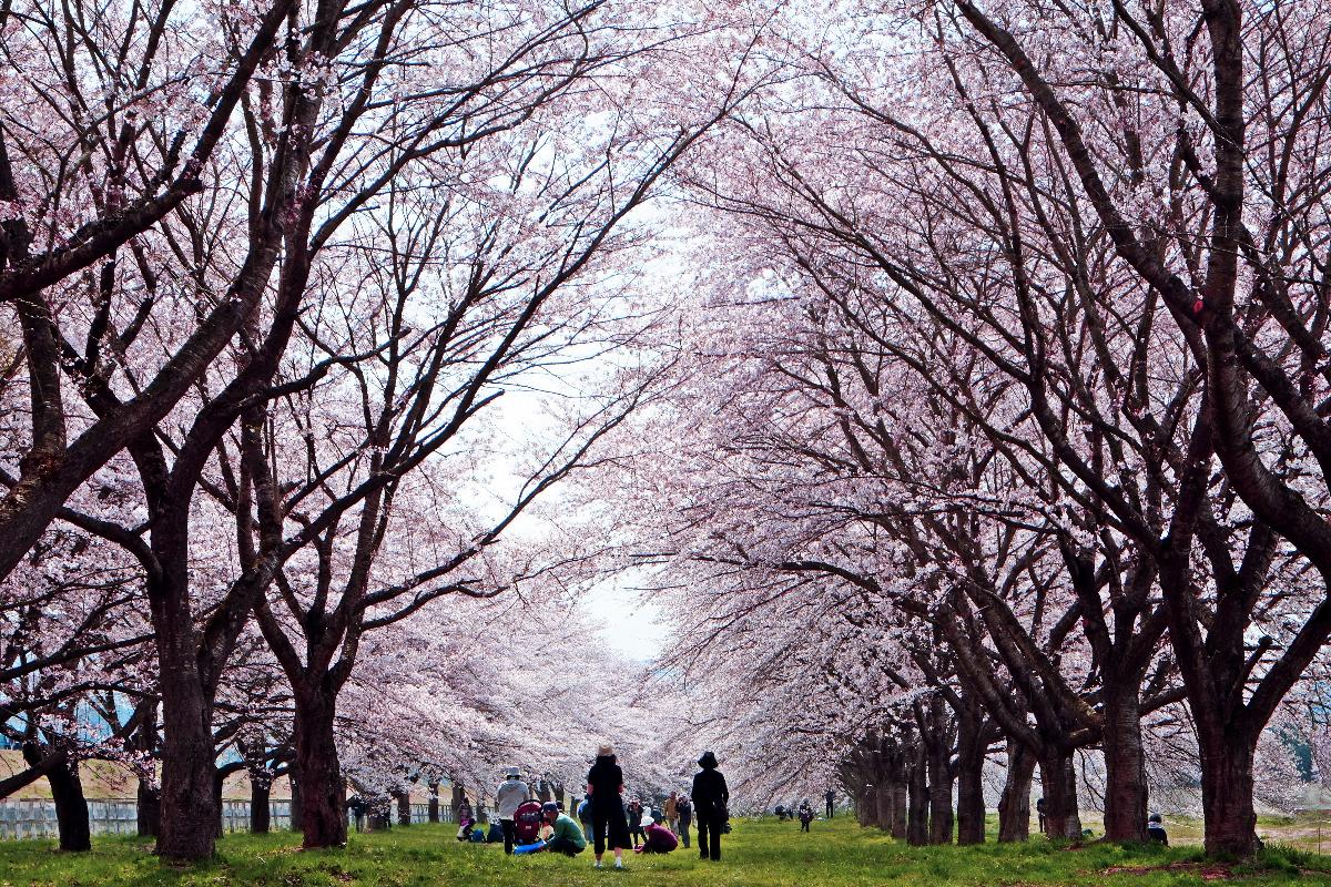 満開の桜と桜を見物する人々