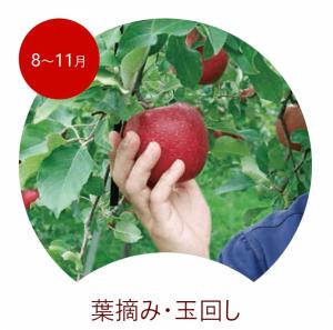 「8～11月葉摘み・玉回し」木に実っているりんごを右手で掴み、回そうとしている写真