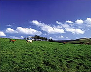 真っ青な空に白い雲が浮かび、青々と草が茂った放牧地の写真