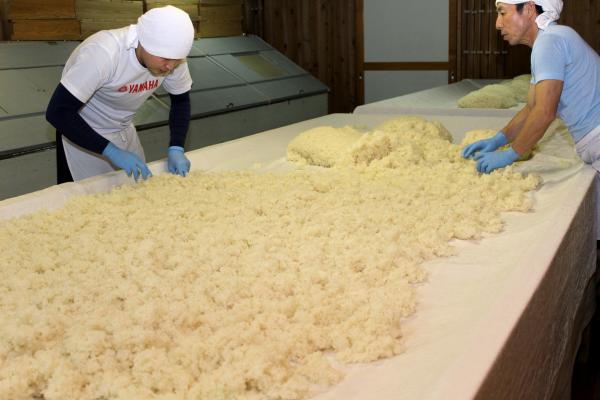 布の上に広げた蒸米に種麹を散布し、麹菌を繁殖させる作業を行っている2名の男性の写真