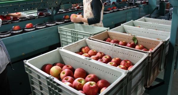 収穫し箱に入れられた江刺りんごが積み重ねられ、職員が等級選別し、ベルトコンベアに流している写真