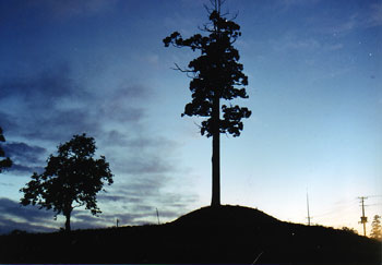 薄暗い空の中逆光で、緩やかな丘の角塚古墳とその頂上には一本の杉が真っ直ぐそびえ立つシルエットになっている写真