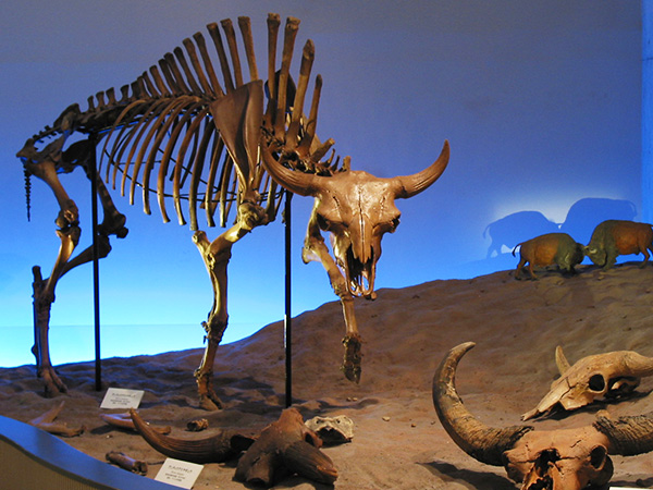 アンティクアスヤギュウ全身骨格化石