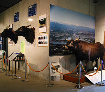 The Cattle Museum