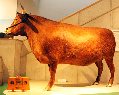 The Cattle Museum