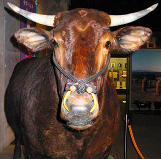 The Cattle Museum