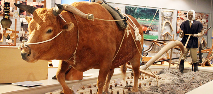 The Cattle Museum